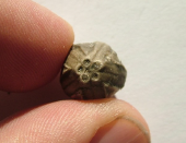 <p>Echinoderm, Blastoid</p>