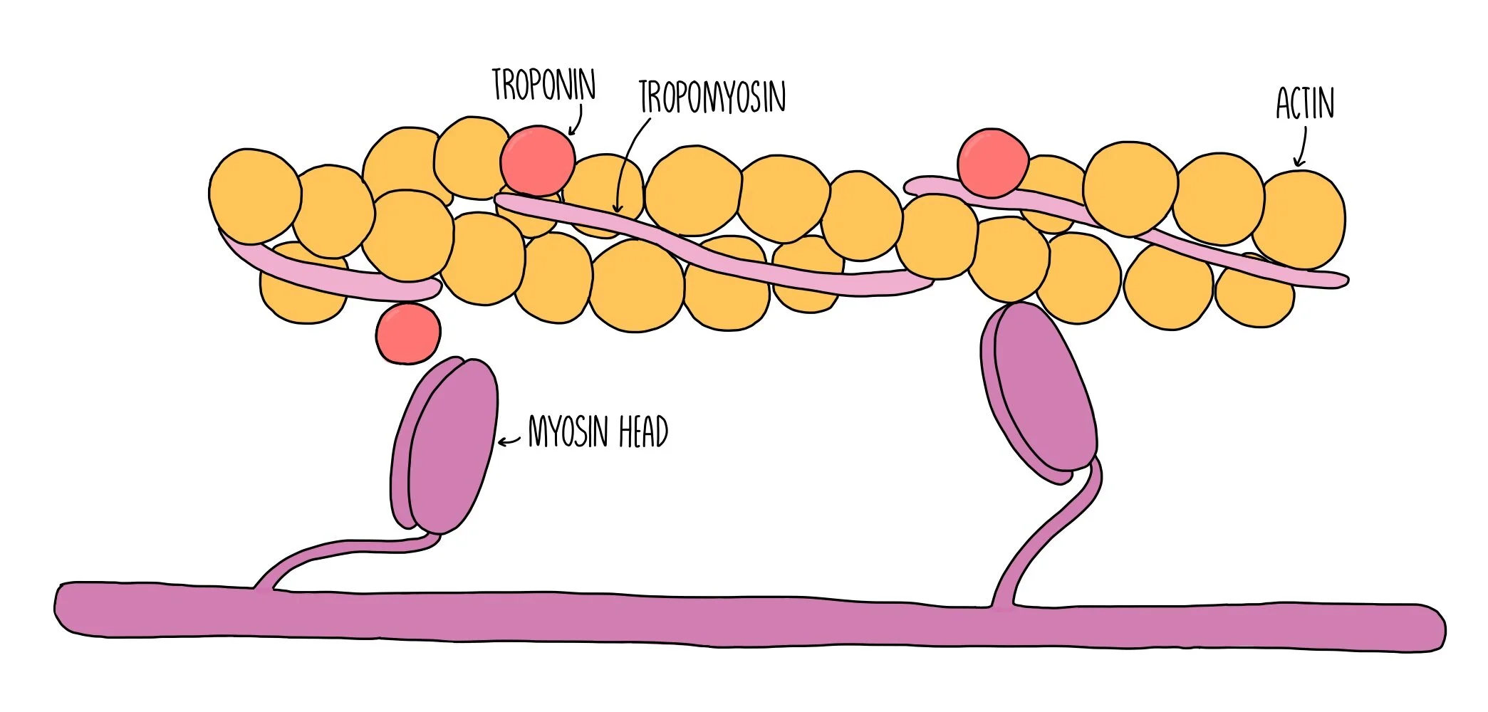 <p>What are two ways the myosin head can be positioned?</p>