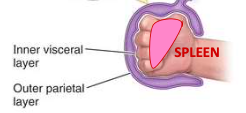 <p>completely surrounded by visceral peritoneum</p>
