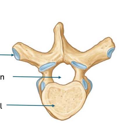 <p>what type of vertebrae is this </p>