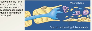 <p>Macrophages clean dead axon debris; Schwann cells are stimulated to divide and form regeneration tube</p>
