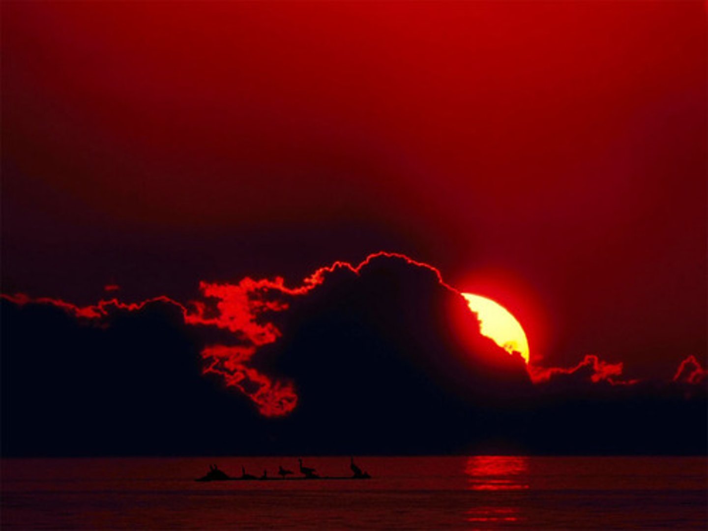 <p>= deep red in colour</p>