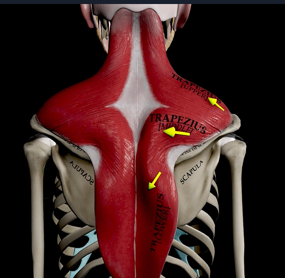 <p>Function: elevates, rotates, and retracts scapula</p><p>Origin: occipital bone</p><p>Insertion: acromion and spine of scapula</p>