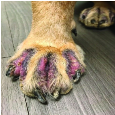 <p>where is the fungal infection?</p>