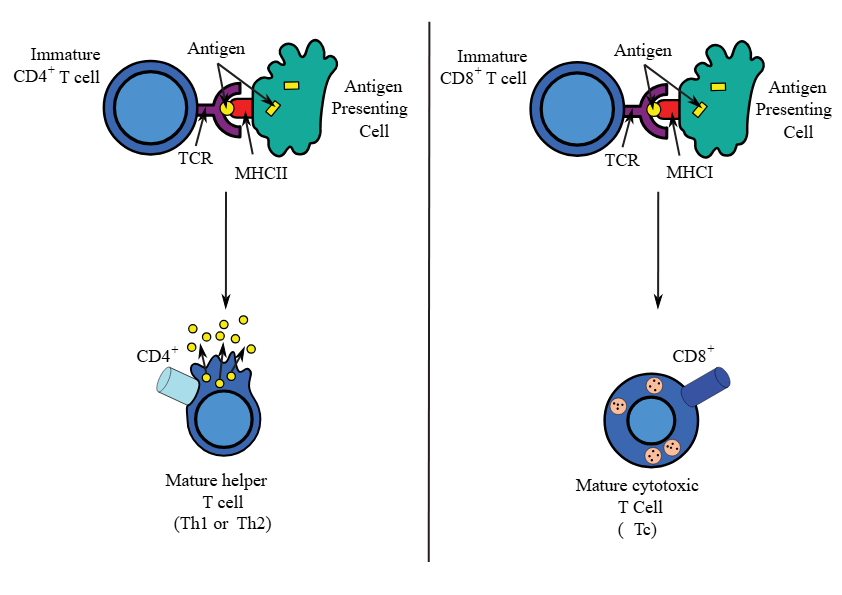 <p>it will only bind to fragments of antigens (peptides) that are bound <strong>to major histocompatibility complex (MHC) proteins </strong>on the surface of the target cell. <em>Peptides are produced by intracellular proteases that degrade antigens of infectious microroganisms. </em></p>