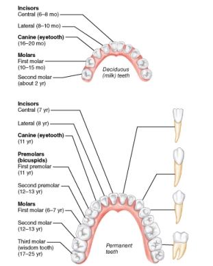 <p>How many total permanent teeth should an adult have, assuming none have been lost or removed?</p>