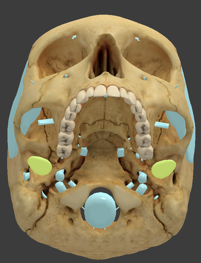 <p>condyle where the mandible sits to form the TMJ</p>