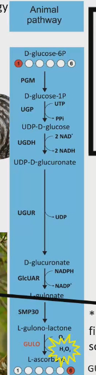 <ul><li><p>Byproduct of pathway to make vitamin C</p></li><li><p>Leads to aging and death</p></li><li><p>Certain groups of animals might have lost the ability to synthesize vitamin C because they were trying to minimize hydrogen peroxide exposure = contributes to longer lifespan</p></li></ul><p></p>