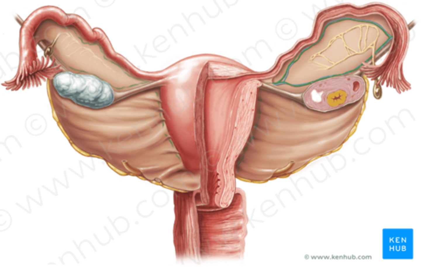 <p>branches off abdominal aorta near the renal arteries; supplies ovaries</p>