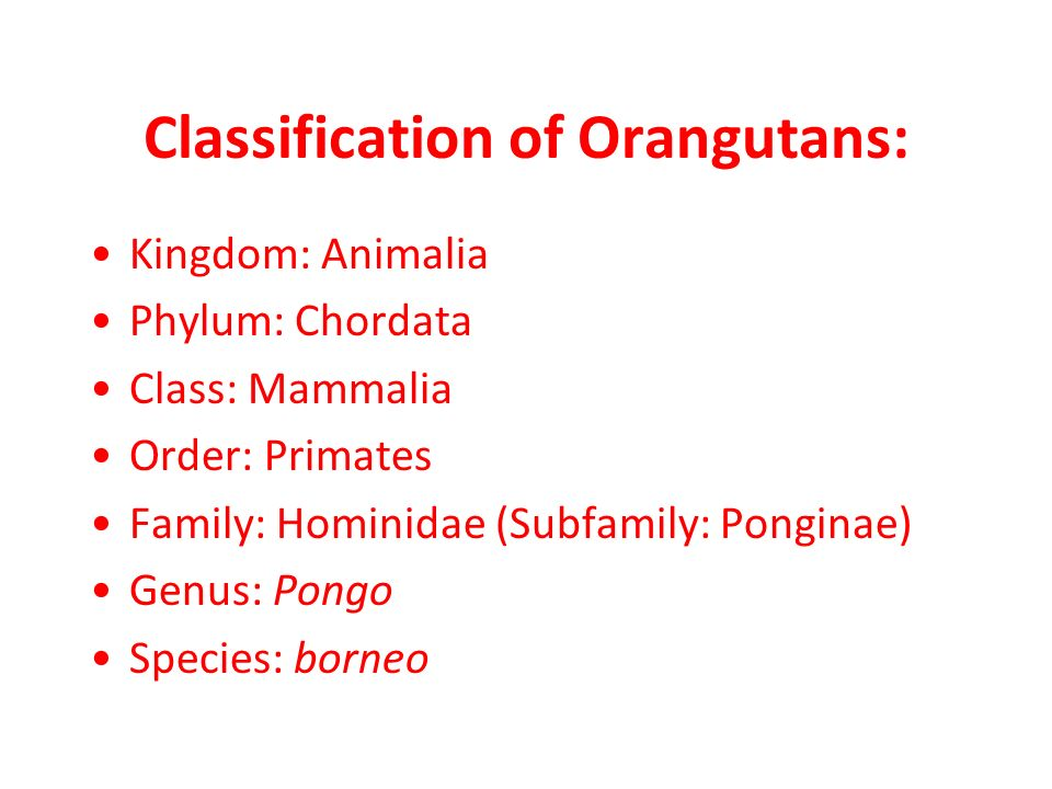 According to the rules of binomial nomenclature, what is the scientific name of an orangutan? (See photo)