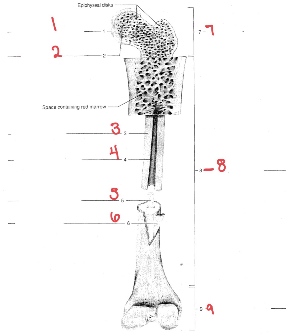 Distal epiphysis