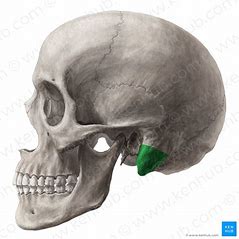 <p>what bone structure is the highlighted area?</p>
