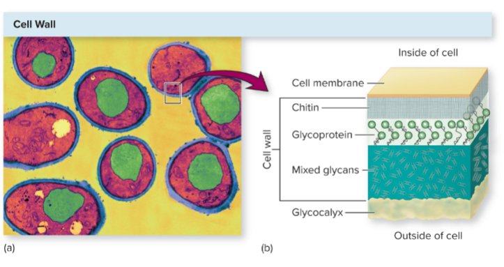 <p>made up of…</p><ul><li><p>chitin= polymer of glucose</p></li><li><p>glycoprotein</p></li><li><p>mixed glycans= capsules</p></li></ul><p>humans don’t make these structures for their cell wall</p><ul><li><p>fungi also have sterols (specifically ergosterol) like humans which makes it hard to distinguish during treatments like chemotherapy; basically means it’s hard to harm the fungi without harming host</p></li></ul><p></p>