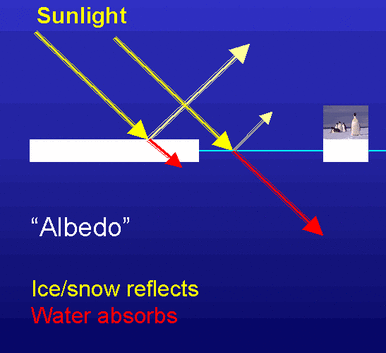 <p>Proportion of light that is reflected by a surface, mostly determined by a color</p><ul><li><p>surfaces with a high albedo reflect more light and thus gain less heat</p><ul><li><p>like ice snow</p></li></ul></li><li><p>surfaces with low albedo absorb light and heat</p><ul><li><p>pavement</p></li></ul></li></ul><p></p>