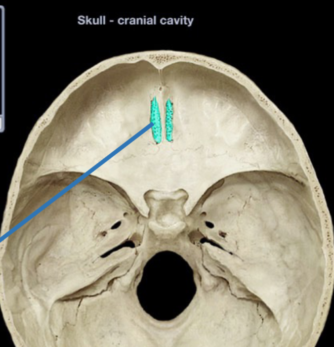 <p>holes allowing olfactory nerves to enter brain</p>