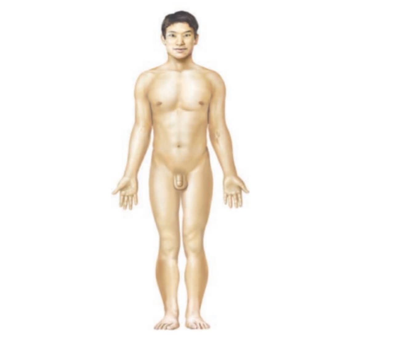 <p>What body system is this?</p>