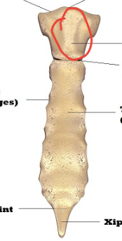 <p>what is the bony landmark of the sternum (red)?</p>