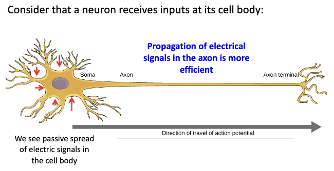 <ul><li><p>Soma inputs → passive spread</p></li><li><p>Axon hillock integrates → AP generated</p></li><li><p>AP propagates along axon:</p><ul><li><p>More efficient</p></li><li><p>Reliable</p></li><li><p>Unidirectional (towards terminal)</p></li></ul></li></ul><p></p>