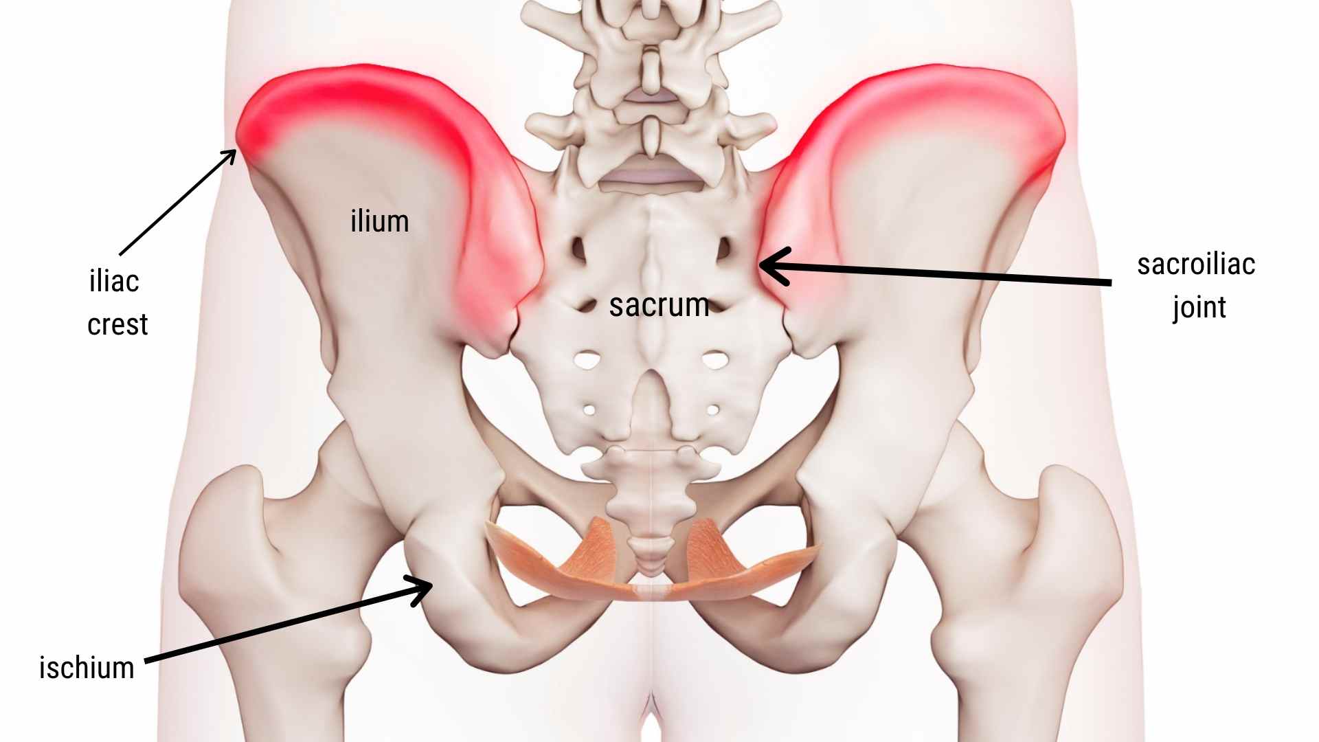 <p>Ridge along a bone; generally a site of muscle attachment </p>