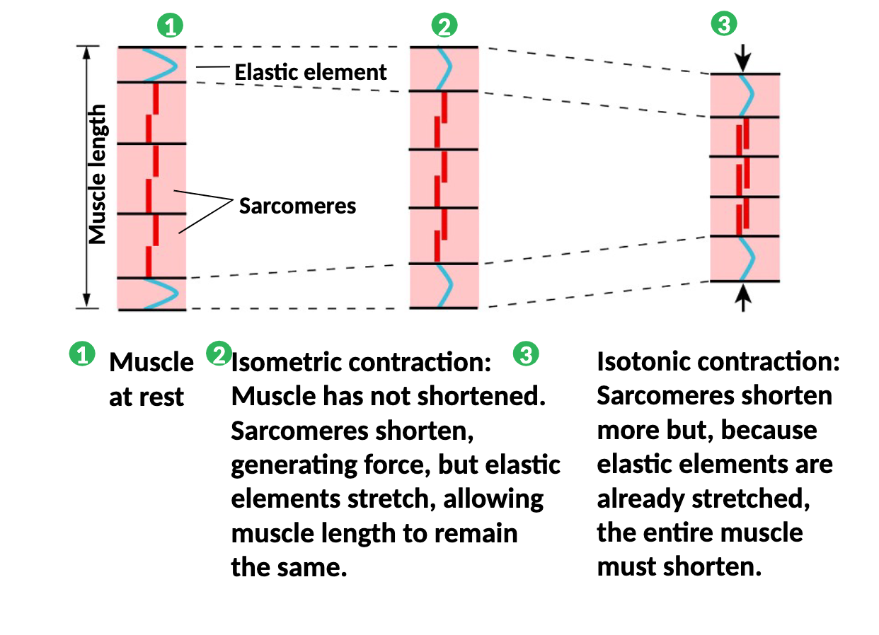 <p>Isometric contraction - muscle has NOT shortened, sarcomeres shorten generating force but elastic elements stretch allowing muscle length to remain the same</p><p>Isotonic contraction - sarcomeres shorten more but becasue elastic elements are already stretch the entire muscle must shorten</p>