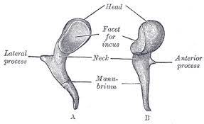This bone in the ossicular chain has a long process called the manubrium that connects to the TM