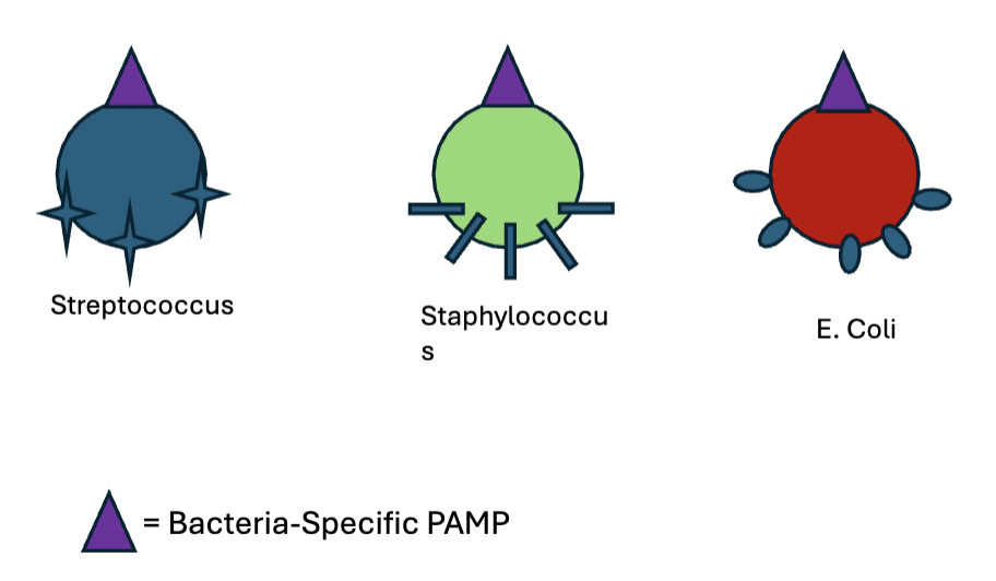 <p>pathogen associated molecular patterns</p><ul><li><p>broad specificity</p></li><li><p>similar carb/protein presented on different cells, therefore can be recognized by TOLL LIKE RECEPTORS on macrophage </p></li></ul><p></p>