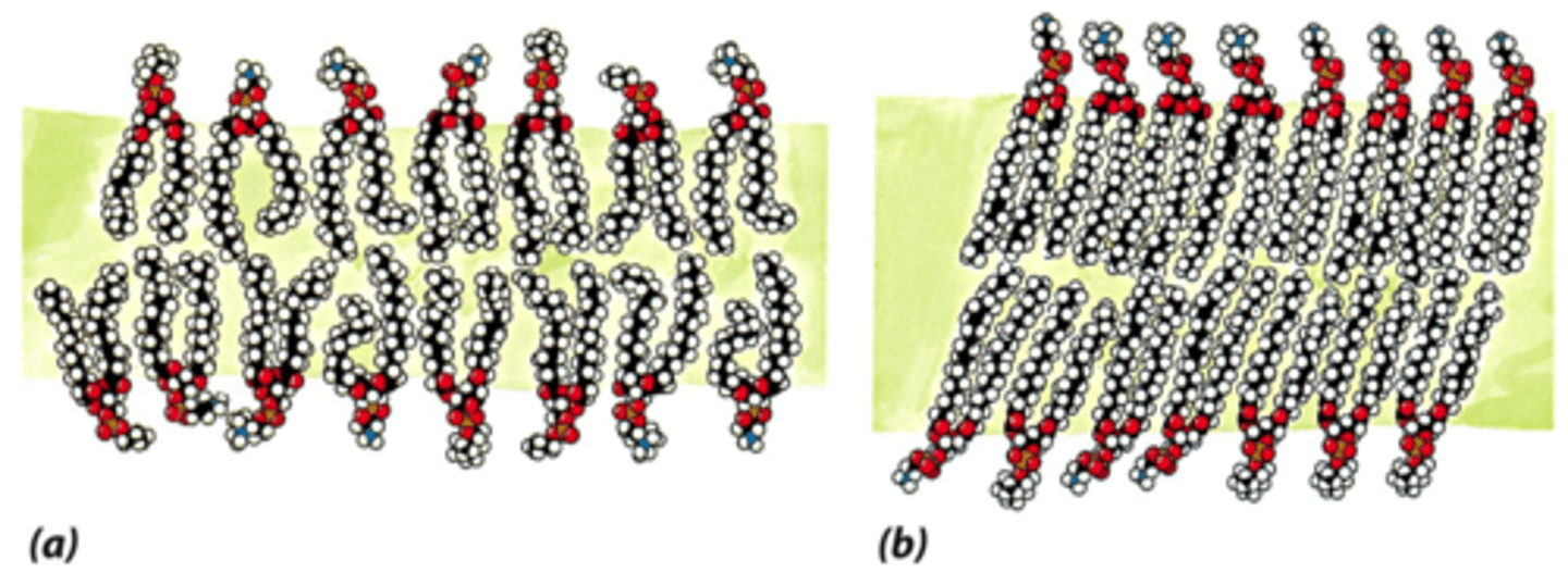 <p>Lipid molecules can rotate and move laterally.</p>