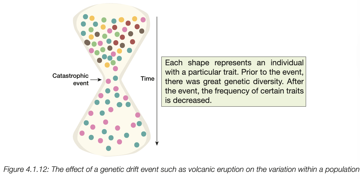 <ul><li><p>random changes in the gene pool of the population </p></li><li><p>small populations are more susceptible to genetic drift </p></li><li><p>bottleneck effect - random loss of genes due to environmental events (natural disasters, e.g. bushfire)</p></li><li><p>large reduction in genetic diversity because population members are killed - survivors are necessarily better adapted to the environment </p></li></ul><p></p>