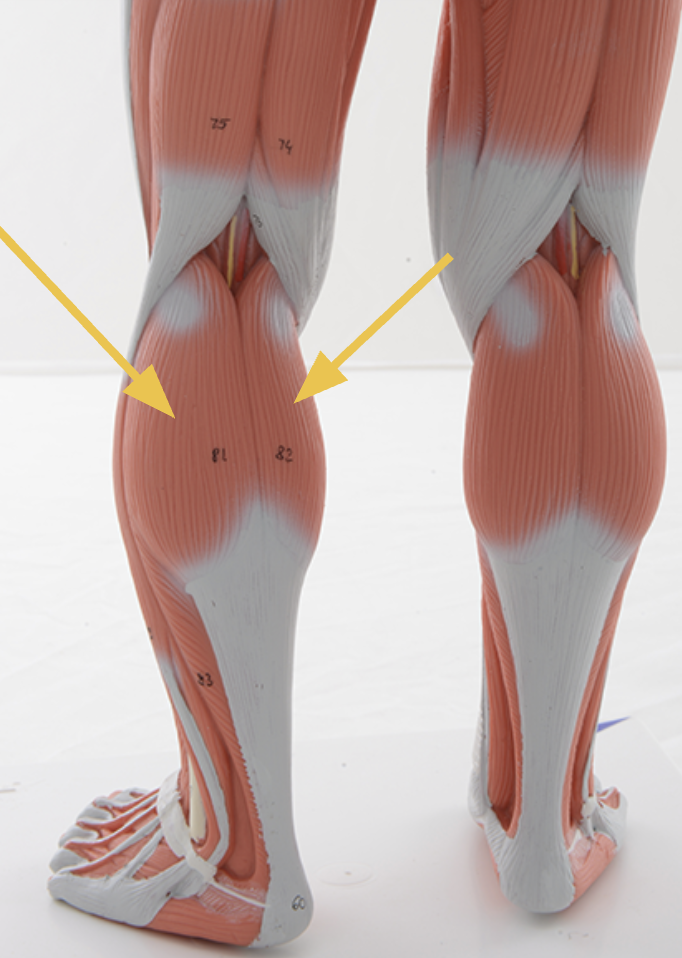 <p>gastrocnemius m. </p><p><span>O: posterior condyles of the femur</span></p><p><span>I: calcaneus</span></p><p><span>Action(s): plantarflexion and weak knee flexion</span></p><p><span>Innervated by tibial nerve</span></p>