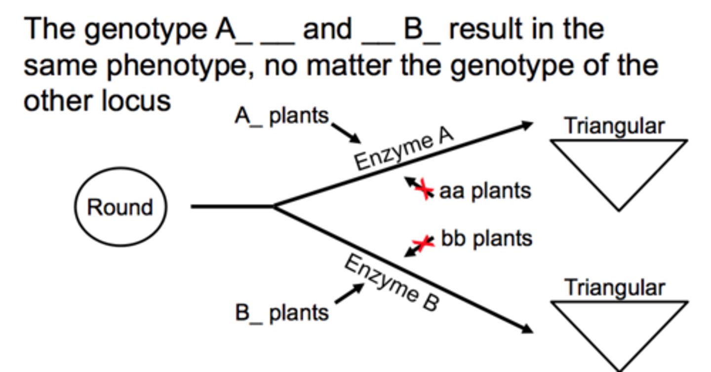 <p>- having at least one dominant allele at either locus results in the same phenotype. diff phenotype produced when homozygous recessive occurs at both loci (duplicate/redundant genes)<br>- genotype A__ and __B results in the same phenotype, no matter genotype of other locus<br>- 15:1, (9A_B_ + 3A_bb + 3aaB_) + aabb</p>