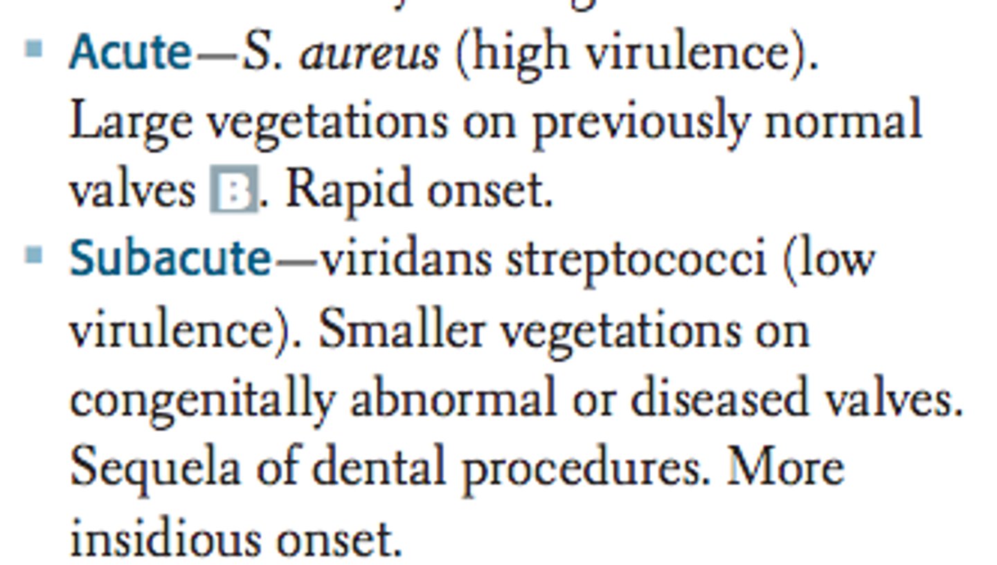 <p>Streptococcus viridians</p>