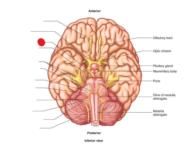 <p>ID Structure</p>