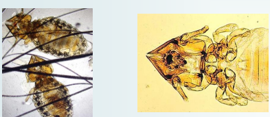 <p>Chewing Louse-Cat</p>