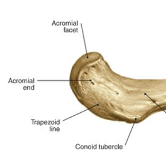 <p>flat, smooth articular surface such as the acromial facet of the clavicle</p>