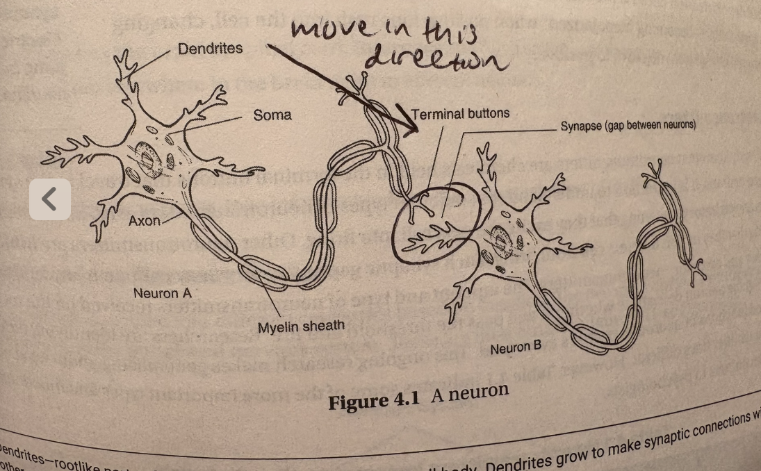 <ul><li><p>neurons are individual nerve cells that make up our entire nervous system (pg 23)</p></li></ul><p></p>
