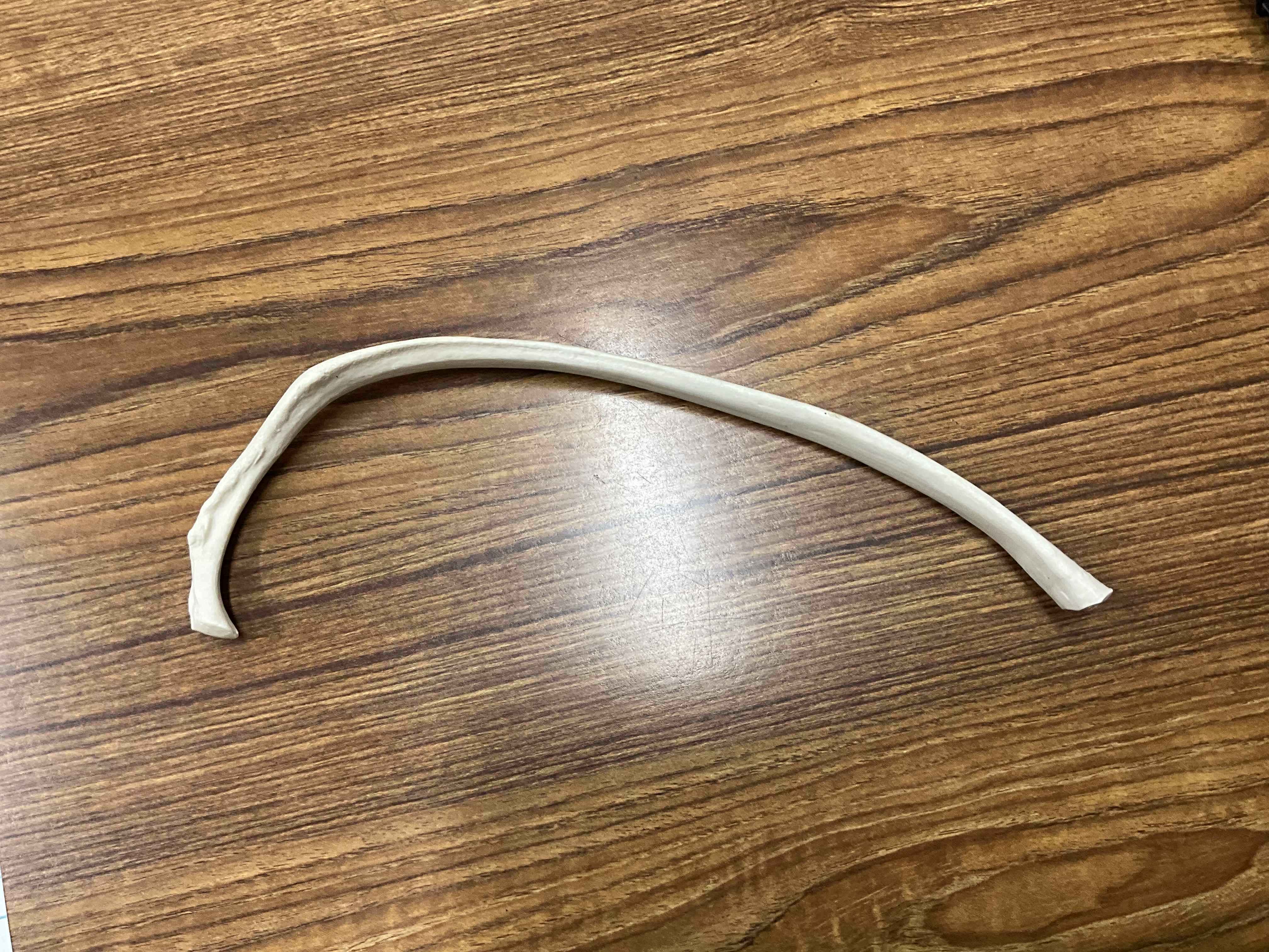 <p>Name this bone</p>