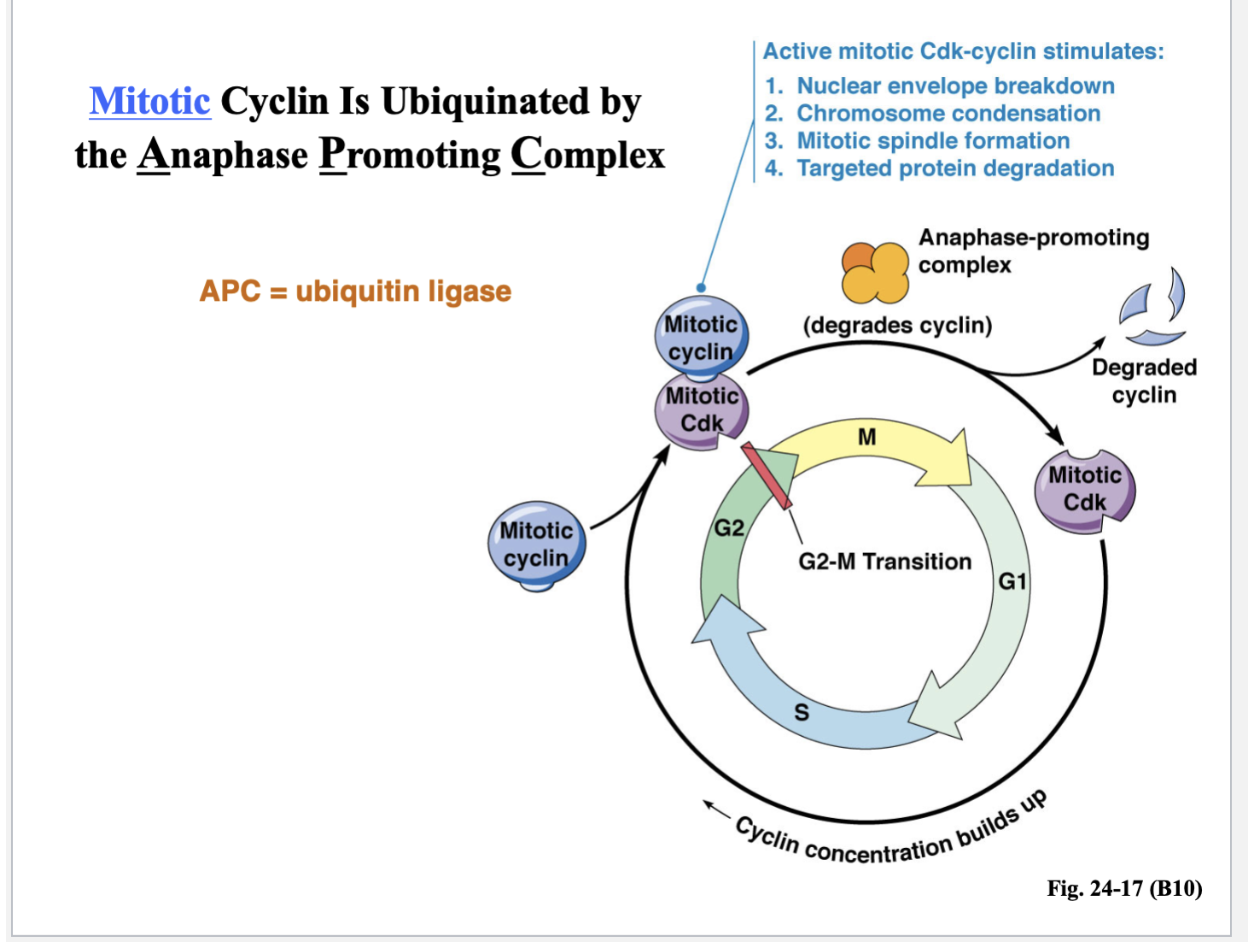 <ul><li><p>Mitotic cyclin is UBIQUINATED by the anaphase promoting complex (APC = ubiquitin ligase) </p><ul><li><p>This is a protein complex - an enzyme that adds the ubiquitin to the target protein or the cyclin </p></li></ul></li><li><p>Its job is to degrade cyclin so that the cell can move into anaphase and exit mitosis or M phase </p></li><li><p>Active mitotic Cdk-cyclin stimulates:</p><ul><li><p>Nuclear envelope breakdown</p></li><li><p>Chromosome condensation </p></li><li><p>Mitotic spindle formation </p></li><li><p>Targeted protein degradation</p></li></ul></li></ul><p></p>