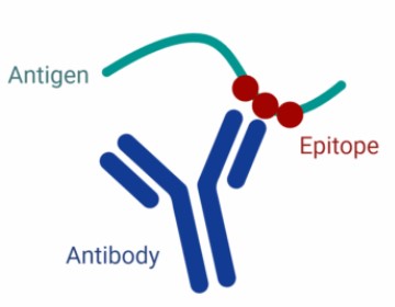 <p>could an antibody recognize this epitope if it were denatured</p>