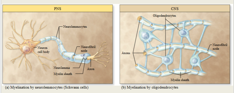 <p>myelin does not conduct electricity; it is an insulator that prevents ion movement</p><p>electrical currents only at the nodes of Ranvier</p><p>high concentration of V-G Na+ Channels at nodes</p><p>APs jump from one node to the next</p>