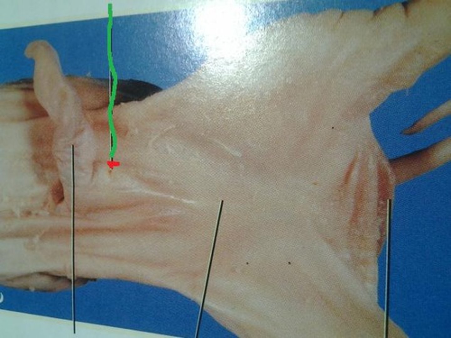 knowt flashcard image