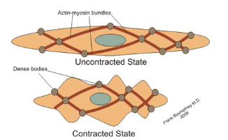 <p>dense bodies (actine myosine)</p><p>krimpt in</p>