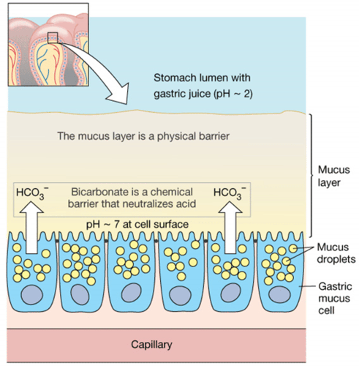 <p>Gastric Mucus cells secrete mucus, which develops a mucus layer.</p><p>The bicarbonate is released by the gastric mucus cells which gets trapped in the mucus, creating a gradient of the buffer which neutralizes the acidic pH of the stomach</p>