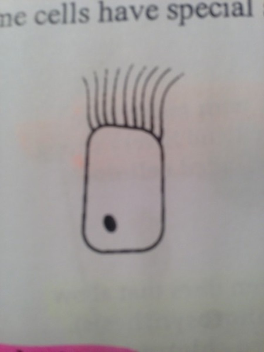 <p>chemo- and mechano-sensory cells</p>