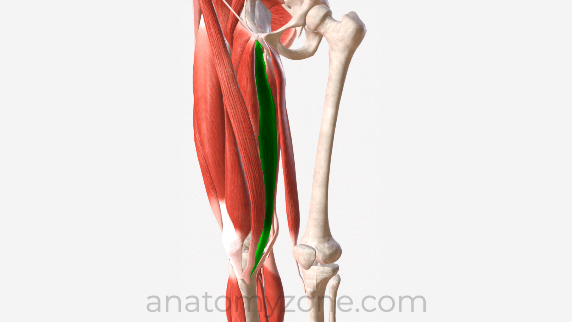 <p>What muscle is this? What action does this muscle perform?</p>