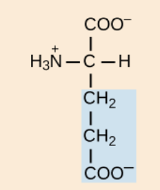 <p>negatively charged R groups </p>