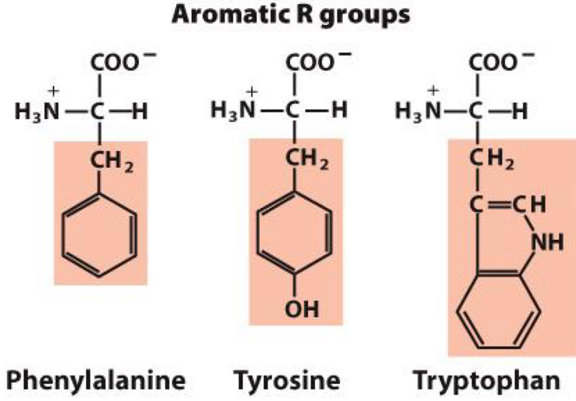 <p>nonpolar, large aromatic groups</p><p>aromatic means they are cyclical(with bonds in resonance)</p><p>Phenylalanine, Tyrosine, Tryptophan</p><p>Tyrosine: Hydroxyl group forms hydrogen bonds and is important functional group in some enzymes</p>