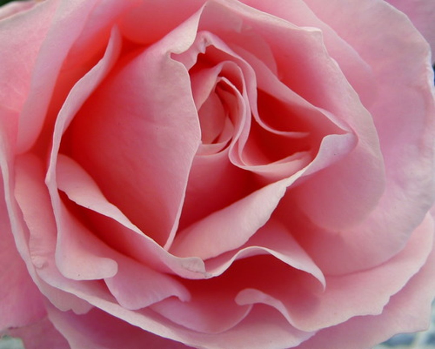 <p>pink</p>
