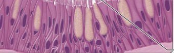 <p>what type of epithelium is this?</p>