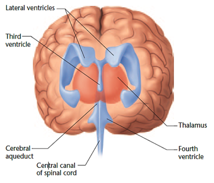<p><span>Ventricular system</span></p>