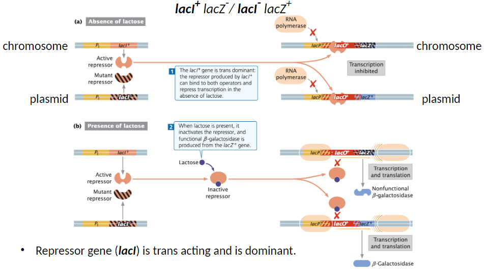 <p><strong>Partial Diploid Example</strong><br>āGenotypes: lacI+ lacZ- / lacI- lacZ+<br>ālacI+ on one DNA molecule, lacI- on the other</p><p><strong>Repressor Function</strong><br>āRepressor gene (lacI) is trans acting and dominant<br>āRepressor produced by lacI+ can bind to both operators and repress transcription when lactose is absent</p><p><strong>Lactose Effect</strong><br>āWhen lactose is present, it inactivates the repressor<br>āFunctional β-galactosidase is produced from lacZ<br>āBacteria functions normally, like wild type, in the presence or absence of lactose</p>